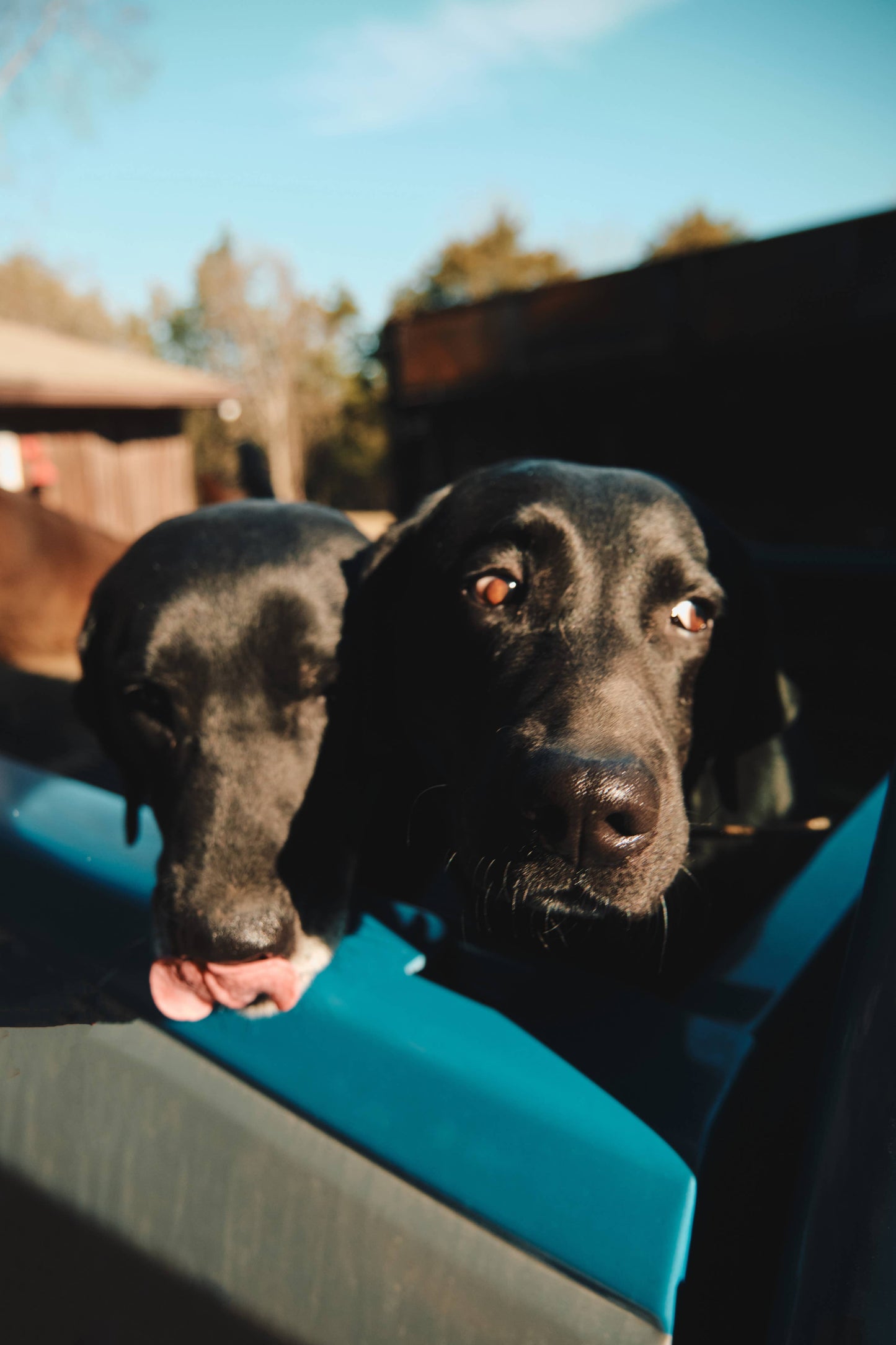 Bark Ranger Dog Shampoo (limited edition)