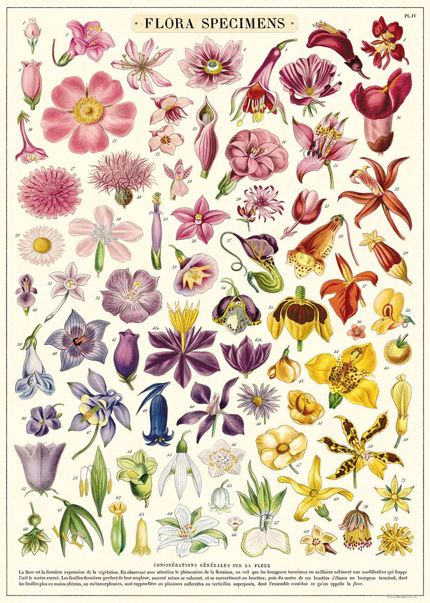 Print/Poster - Flora Specimens