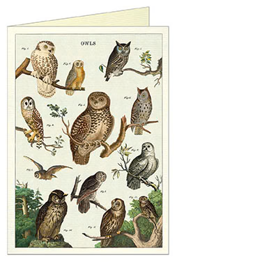 Owl Chart Greeting Card