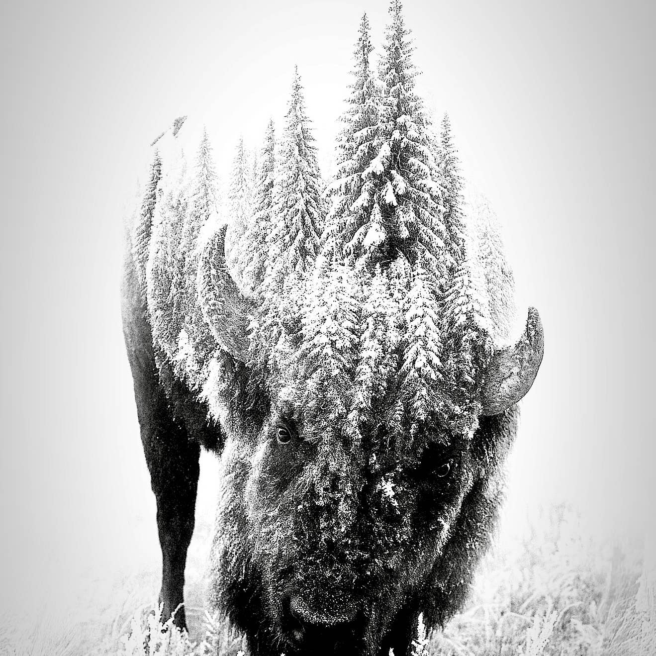 White Buffalo
