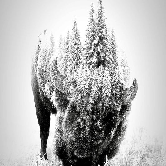 White Buffalo