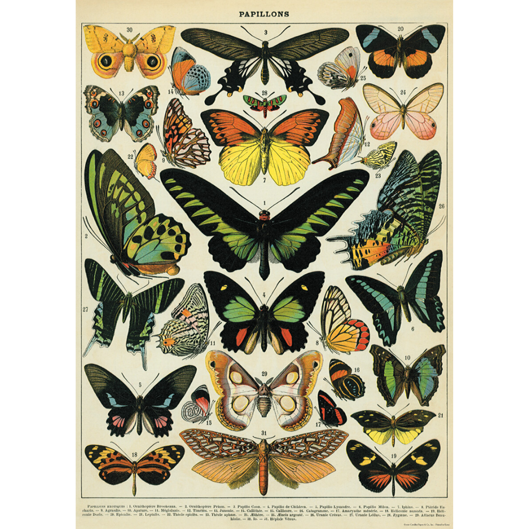 Print/Poster - Butterflies
