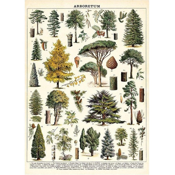 Print/Poster - Arboretum