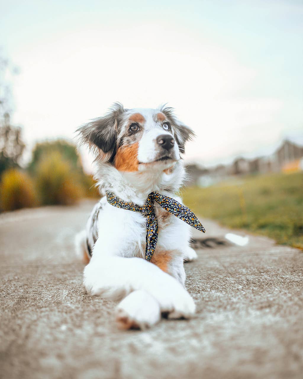 Floral Pet Necktie